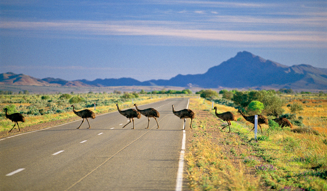 Emus crossing the road